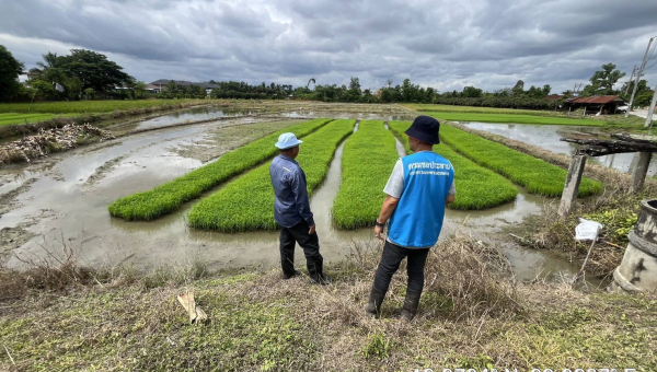โครงการส่งน้ำและบำรุงรักษาแม่แฝก-แม่งัดสมบูรณ์ชล ลงพื้นที่พบปะเกษตรกรเริ่มเตรียมแปลงปลูกข้าวนาปีเน้นการใช้น้ำฝนเป็นหลัก