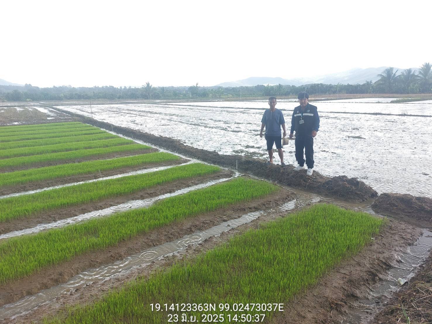 โครงการส่งน้ำและบำรุงรักษาแม่แฝก-แม่งัดสมบูรณ์ชล #เขื่อนแม่งัดสมบูรณ์ชล  เดินหน้า ! แผนบริหารการเพาะปลูกพืชฤดูฝน ปี 68 พบหลายพื้นที่เริ่มไถนาเตรียมหว่านกล้าปลูกข้าวนาปี 