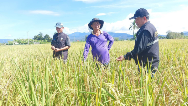 โครงการส่งน้ำและบำรุงรักษาแม่แฝก-แม่งัดสมบูรณ์ชล ลงพื้นที่ติดตามการส่งน้ำและการเก็บเกี่ยวผลผลิตข้าวนาปี ปลายฤดูฝน 68 