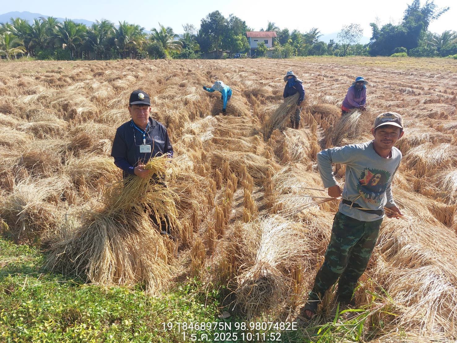 โครงการส่งน้ำและบำรุงรักษาแม่แฝก-แม่งัดสมบูรณ์ชล ติดตามการส่งน้ำและการเก็บเกี่ยวข้าวนาปี ปี 68 พื้นที่แม่แฝก-แม่งัด